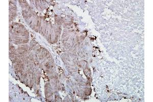 Immunohistochemistry analysis using Mouse Anti-Hsp90 alpha Monoclonal Antibody, Clone K41009 . (HSP90AA2 抗体  (AA 604-731) (Atto 594))