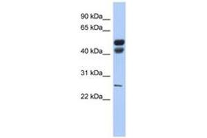 Image no. 1 for anti-Lipase, Gastric (LIPF) (AA 35-84) antibody (ABIN6743471) (LIPF 抗体  (AA 35-84))