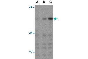 Western blot analysis of IRF3 in Ramos whole cell lysate with IRF3 polyclonal antibody  at (A) 1, (B) 2, and (C) 4 ug/mL . (IRF3 抗体  (C-Term))