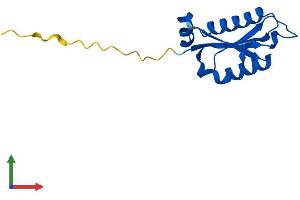 Protein Structure (PS) image for Peptidyl-tRNA Hydrolase Domain Containing 1 (PTRHD1) (AA 1-140) protein (His tag) (ABIN7562107)