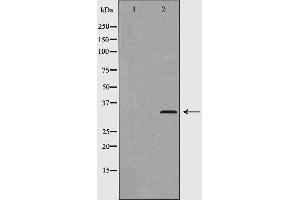 Western blot analysis of Cyclin D2 (Phospho-Thr280) expression in 293 cells. (Cyclin D2 抗体  (pThr280))