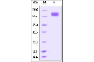 Biotinylated Human DNAM-1, Fc Tag on SDS-PAGE under reducing (R) condition.