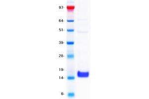Validation with Western Blot (CD3 Protein (CD3) (DYKDDDDK-His Tag))
