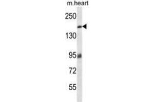 Western blot analysis in mouse heart tissue lysates (35ug/lane) using MYBPC3 Antibody (N-term). (MYBPC3 抗体  (N-Term))