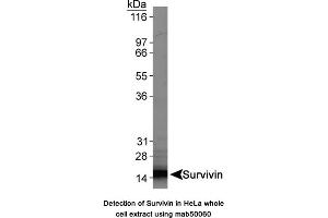 Image no. 1 for anti-Baculoviral IAP Repeat-Containing 5 (BIRC5) antibody (ABIN363214) (Survivin 抗体)