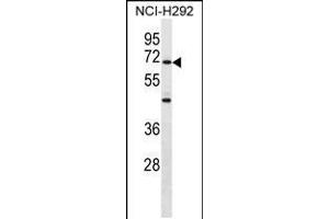Western blot analysis in NCI-H292 cell line lysates (35ug/lane). (ZNF568 抗体  (AA 184-211))