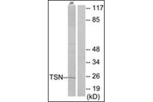 Western blot analysis of extracts from Jurkat cells using TSN Antibody . (Translin 抗体  (Internal Region))