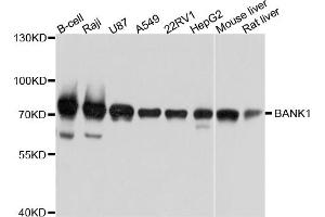 Western blot analysis of extracts of various cell lines, using BANK1 antibody. (BANK1 抗体)