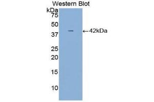 Western Blotting (WB) image for anti-alpha-2-HS-Glycoprotein (AHSG) (AA 19-300) antibody (ABIN3209109) (Fetuin A 抗体  (AA 19-300))