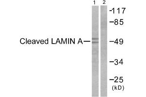 Western blot analysis of extracts from NIH/3T3cells, treated with Etoposide (25 μM, 60mins), using Lamin A (Cleaved-Asp230) Antibody (ABIN5978456). (Lamin A/C 抗体  (Cleaved-Asp230, Internal Region))