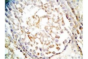 Rat testis tissue was stained by Rabbit Anti-INSL6 C Peptide (Human) Antibody (INSL6 抗体  (Preproprotein))
