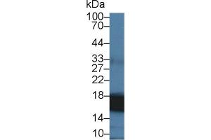 Western Blotting (WB) image for anti-Peptidylprolyl Isomerase A (Cyclophilin A) (PPIA) (AA 2-165) antibody (ABIN7432961)