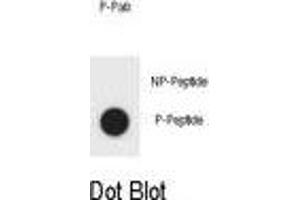 Dot blot analysis of Phospho-BAD-S57 Antibody Phospho-specific Pab (ABIN1881101 and ABIN2850458) on nitrocellulose membrane. (BAD 抗体  (pSer57))