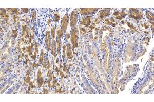 Detection of MUC5AC in Mouse Stomach Tissue using Polyclonal Antibody to Mucin 5 Subtype AC (MUC5AC) (MUC5AC 抗体  (AA 430-549))