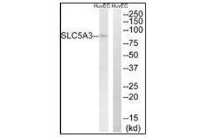 Western blot analysis of extracts from HuvEc cells, using SLC5A3 Antibody. (SLC5A3 抗体)