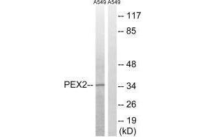 Western blot analysis of extracts from A549 cells, using PXMP3 antibody. (PEX2 抗体  (N-Term))