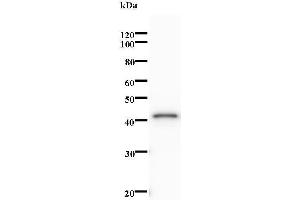 Western Blotting (WB) image for anti-Non-SMC Condensin I Complex, Subunit H (NCAPH) antibody (ABIN931216) (NCAPH 抗体)