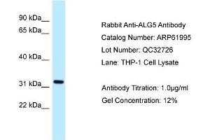 Western Blotting (WB) image for anti-Asparagine-Linked Glycosylation 5, Dolichyl-Phosphate beta-Glucosyltransferase Homolog (S. Cerevisiae) (ALG5) (N-Term) antibody (ABIN2788980)