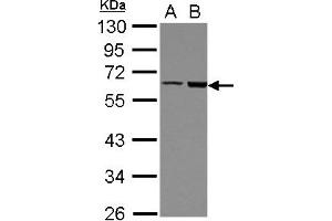 Image no. 2 for anti-FERM Domain Containing 8 (FRMD8) (AA 217-452) antibody (ABIN1501889) (FRMD8 抗体  (AA 217-452))