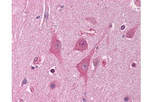 Anti-HNRNPUL1 / HNRPUL1 antibody IHC of human brain, cortex. (HNRNPUL1 抗体  (AA 48-97))