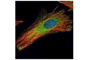ICC/IF Image Confocal immunofluorescence analysis (Olympus FV10i) of methanol-fixed HeLa, using LAMP2, antibody (Green) at 1:200 dilution. (LAMP2 抗体)