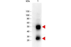 Image no. 1 for Goat anti-Mouse IgG (Whole Molecule) antibody (HRP) (ABIN300663) (山羊 anti-小鼠 IgG (Whole Molecule) Antibody (HRP))