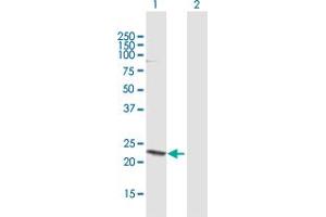 Western Blot analysis of HN1 expression in transfected 293T cell line by HN1 MaxPab polyclonal antibody. (HN1 抗体  (AA 1-154))
