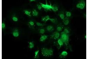 Anti-GSTT2 mouse monoclonal antibody (ABIN2453094) immunofluorescent staining of COS7 cells transiently transfected by pCMV6-ENTRY GSTT2 (RC200040). (GSTT2 抗体)