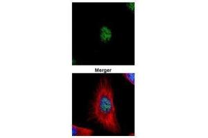 Immunofluorescence (IF) image for anti-Proliferating Cell Nuclear Antigen (PCNA) antibody (ABIN2854788)