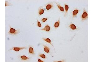 Immunocytochemistry analysis of ABIN7139152 diluted at 1:10 and staining in Hela cells (treated with 30mM sodium butyrate for 4h) performed on a Leica BondTM system. (Histone H2B 抗体  (acLys12))
