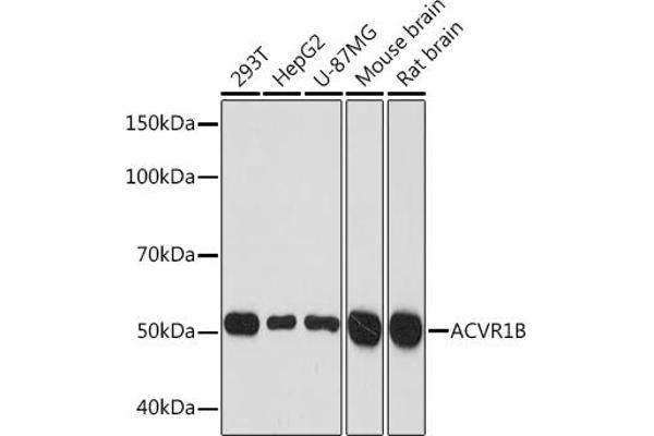 Activin A Receptor Type IB/ALK-4 抗体