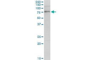 PARN MaxPab polyclonal antibody. (PARN 抗体  (AA 1-639))