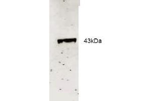 Western blot analysis using Rockland Immunochemical's Affinity Purified anti-Neu2 antibody to detect recombinant His tagged Neu-2 (1. (NEU2 抗体  (AA 110-124))