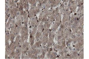 Image no. 5 for anti-Mitochondrial Intermediate Peptidase (MIPEP) (AA 174-516) antibody (ABIN1491015)