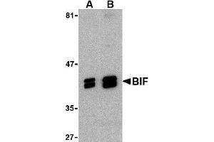 Western blot analysis of BIF in HeLa cell lysate with AP30149PU-N BIF antibody at (A) 1 and (B) 2 μg/ml. (SH3GLB1 抗体  (C-Term))