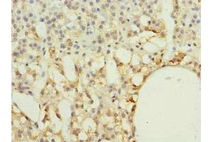 Immunohistochemistry of paraffin-embedded human adrenal gland tissue using ABIN7167298 at dilution of 1:100 (RAB33A 抗体  (AA 1-237))