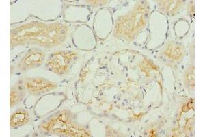 Immunohistochemistry of paraffin-embedded human kidney tissue using ABIN7156326 at dilution of 1:100 (IGFL3 抗体  (AA 25-125))