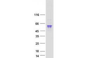 Western Blotting (WB) image for Sialidase 3 (Membrane Sialidase) (Neu3) protein (Myc-DYKDDDDK Tag) (ABIN2732041)