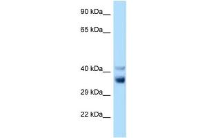 WB Suggested Anti-Nek7 Antibody Titration: 1. (NEK7 抗体  (C-Term))