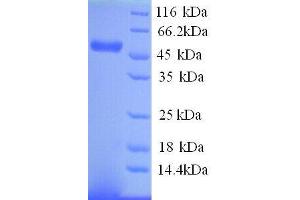 Matrix Metallopeptidase 10 (Stromelysin 2) (MMP10) (AA 99-476) protein (His tag)
