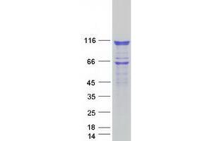 HSPH1 Protein (Myc-DYKDDDDK Tag)