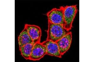 Confocal immunofluorescent analysis of p38 antibody with HeLa cells followed by Alexa Fluor 488-conjugated goat rabbit lgG (green). (MAPK14 抗体  (AA 295-324))
