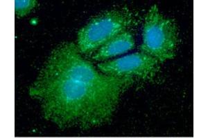 ICC/IF analysis of SHMT1 in Hep3B cells line, stained with DAPI (Blue) for nucleus staining and monoclonal anti-human SHMT1 antibody (1:100) with goat anti-mouse IgG-Alexa fluor 488 conjugate (Green). (SHMT1 抗体  (AA 1-483))