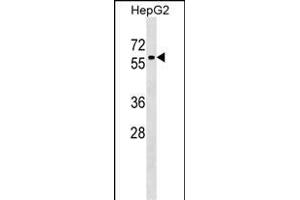 ZN Antibody (Center) (ABIN1537958 and ABIN2849450) western blot analysis in HepG2 cell line lysates (35 μg/lane). (ZNF419 抗体  (AA 176-202))