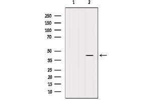 Western blot analysis of extracts from HepG2, using B4GALT4 Antibody.