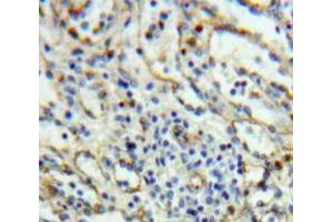 Used in DAB staining on fromalin fixed paraffin- embedded spleen tissue (SELPLG 抗体  (AA 94-345))