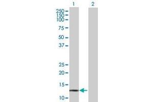 Western Blot analysis of POLR3K expression in transfected 293T cell line ( H00051728-T01 ) by POLR3K MaxPab polyclonal antibody. (POLR3K 抗体  (AA 1-108))