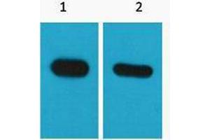 Western Blotting (WB) image for anti-CBP Tag antibody (ABIN3178679) (CBP Tag 抗体)