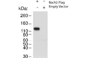 Western Blot of Rabbit anti-Bach2 antibody. (BACH2 抗体  (N-Term))