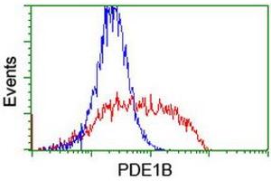 HEK293T cells transfected with either RC206588 overexpress plasmid (Red) or empty vector control plasmid (Blue) were immunostained by anti-PDE1B antibody (ABIN2454884), and then analyzed by flow cytometry. (PDE1B 抗体)